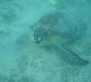 Grüne Meeresschildkröte (Chelonia mydas)