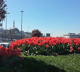 Тюльпаны в Стамбуле