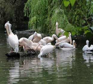 Zoologischer Garten 2016