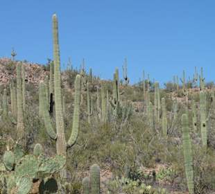 Saguaro N.P.