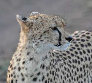 Gepard - Masai Mara