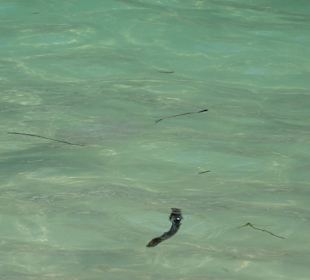 Flut spült Dreck an