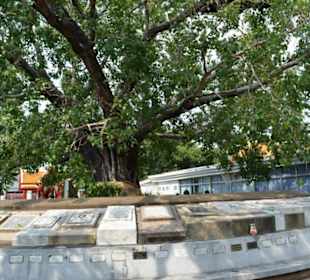 Wat Benchamabopit Marmortempel