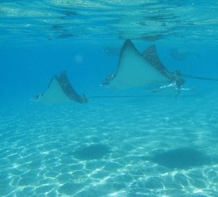 Adler-Rochen direkt am Strand 