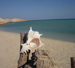 Muschel auf Orange Bay