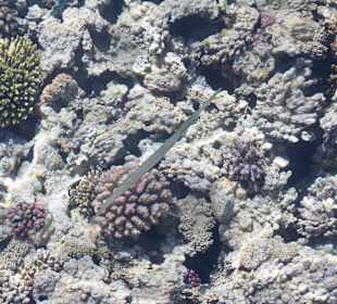 Обитатель прибрежных рифов