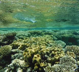 Schnorcheln am Riff