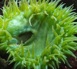 Monterey Bay Aquarium