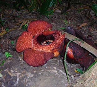 Raflesia
