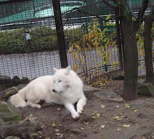 Weißer Wolf