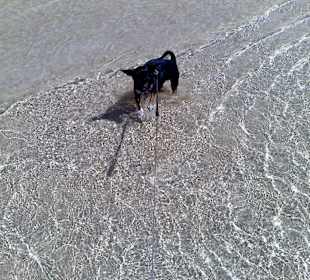 Mein Hund badet im Meer