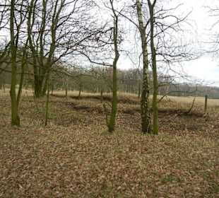 Naturschutzgebiet Boberger Niederung
