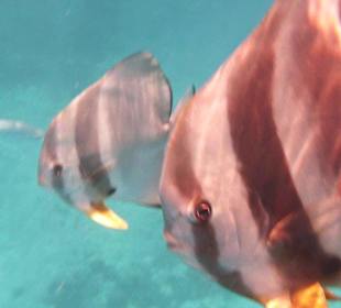 Fledermausfische vor Felicite'