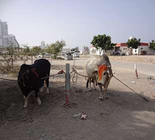 Vereinigte Arabische Emirate