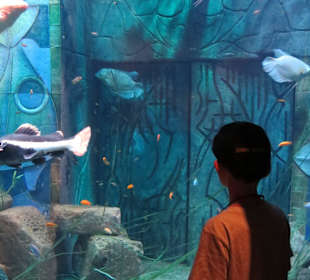 Im Aquarium - Besuch für Hotelgäste kostenlos