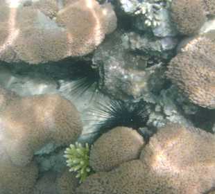 Seeigel im Riff
