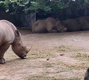 Singapur Zoo