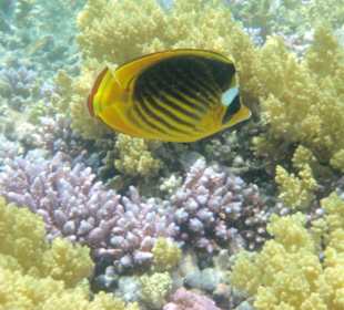 Hausriff am Makadi Palace / Makadi Spa Hotel