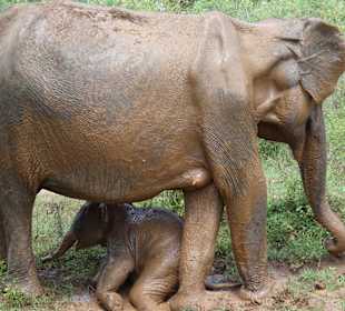 Nationalpark Udawalawe