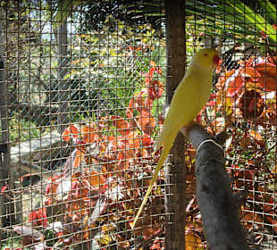 Gelber Sittich in seinem Gehege