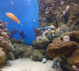 Tolle Unterwasserwelt