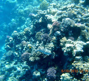Unterwasserwelt am Hotelriff
