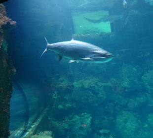 Im Mandala Bay Shark Aquarium