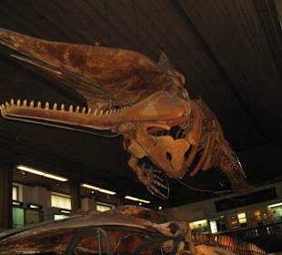 Naturhistorisches Museum