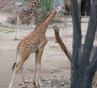 Giraffen