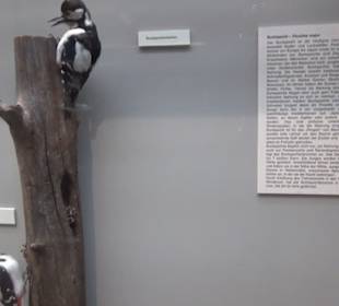 Naturkundemuseum
