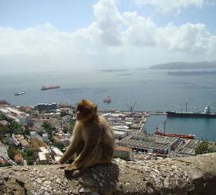 Affe vor Gibraltar