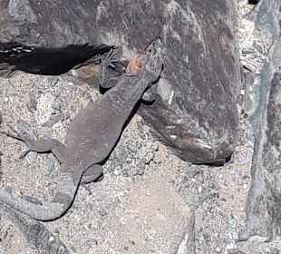 Dünen von Maspalomas