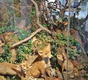 Naturwissenschaftliches Museum