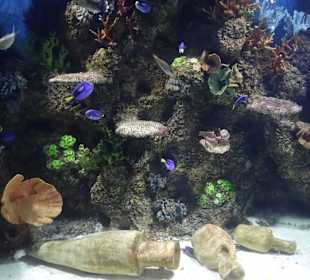 Im Aquarium unterwegs