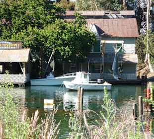 Der weisse Hai ist gefangen