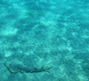 Geigerrochen in Abu Dabab