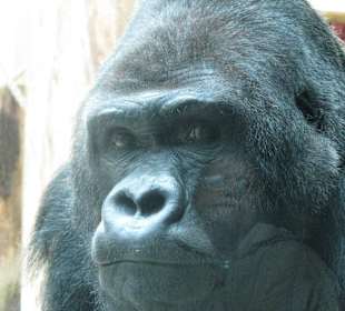 Flachland-Gorilla - Silberrücken Ivo