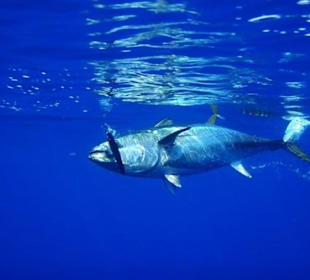 Hochseeangeln, Big Game Fishing La Palma