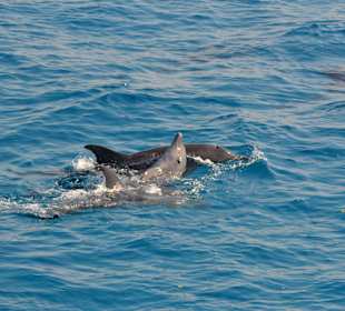 Delfine