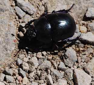 Ölkäfer auf der Burg