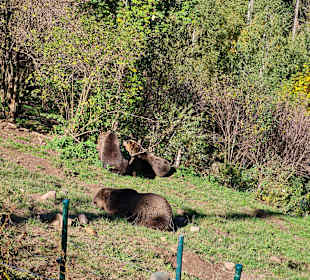 Alternativer Wolf- und Bärenpark