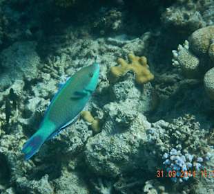 Ausflug mit Mohamed-Papageifisch