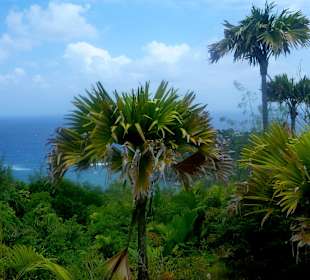 Ausblicke Palmen und Meer