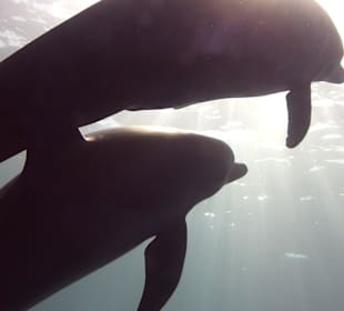 So schön wildeDelfine 