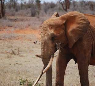 Der rote Elefant unterwegs