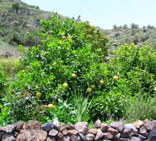 Finka auf La Gomera