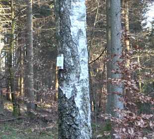 Ochsenweiher Rundweg