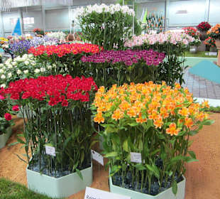 Bundesgartenschau HH