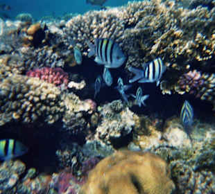 Farbenpracht unter Wasser