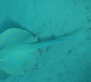 Beim schnorcheln getroffen